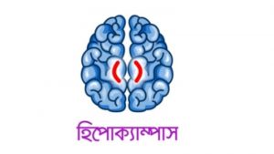 How to increase the ability to remember, হিপোক্যাম্পাস